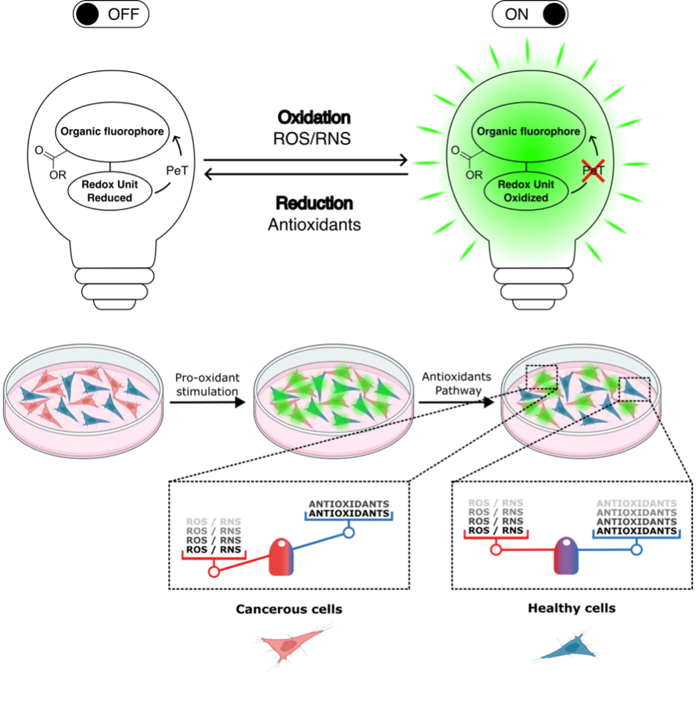 Graphical abstract of the project MARS